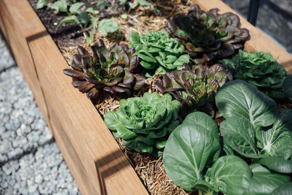 Garden Tips for August