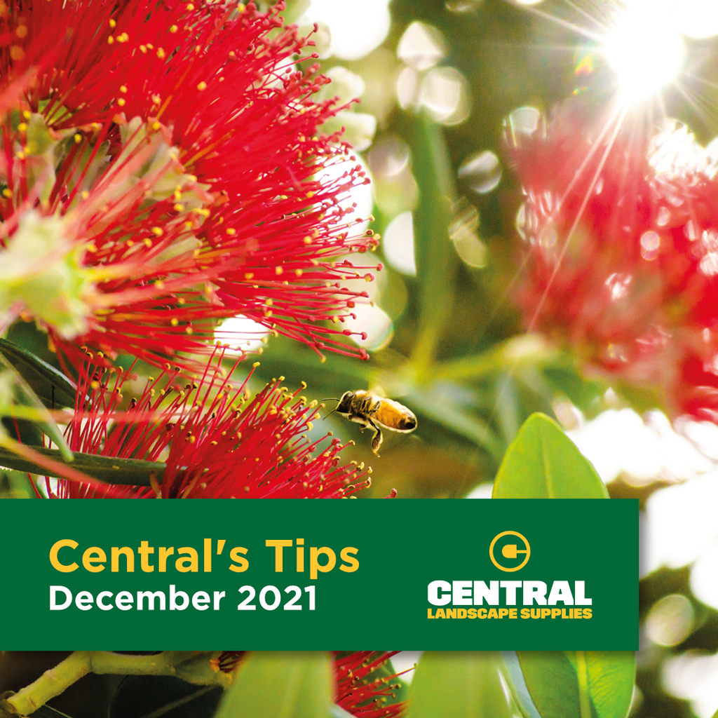 Central's Tips December 2021