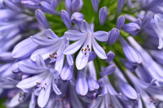 Garden tips for December