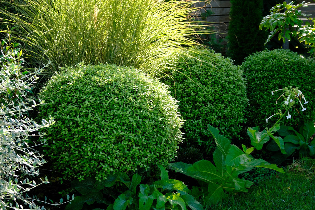 Garden tips for July