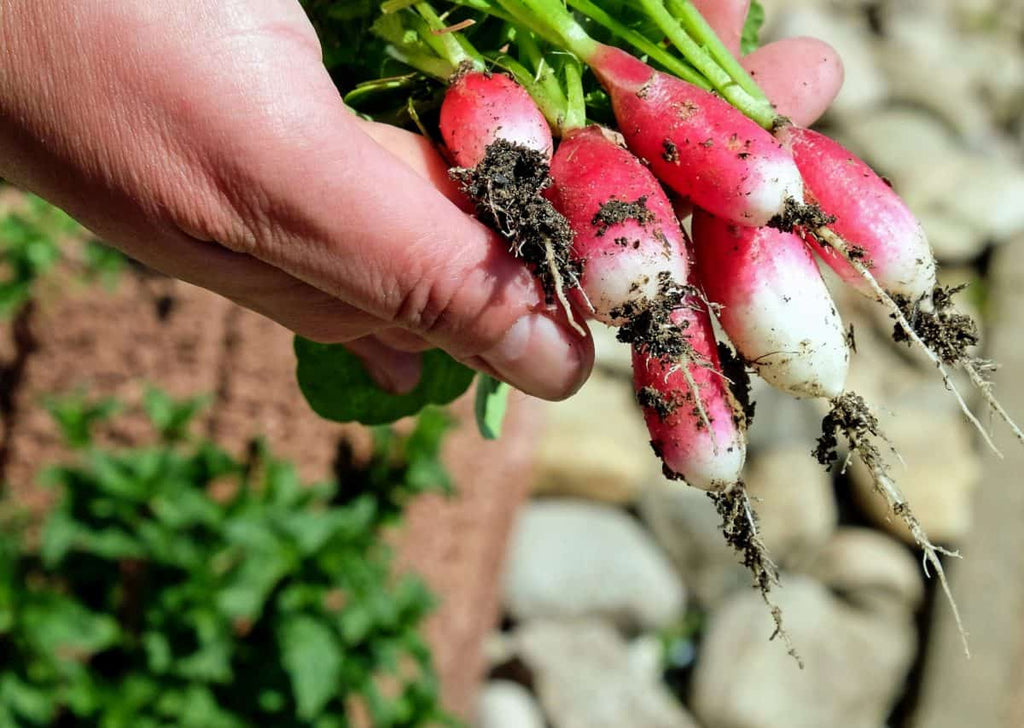 How To Start a Vegetable Garden