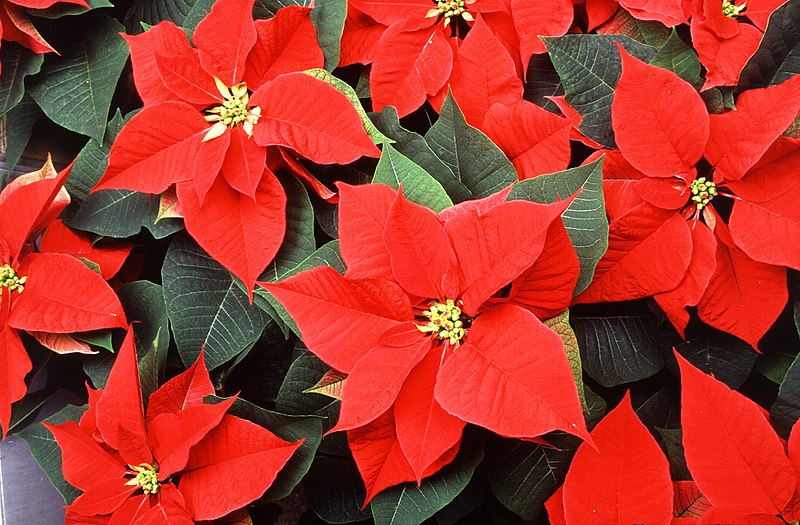 December Garden Tips