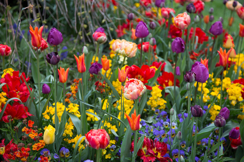March Tips from Central Landscapes