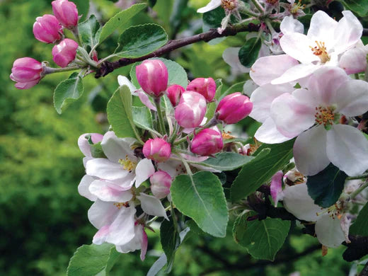 Garden tips for October