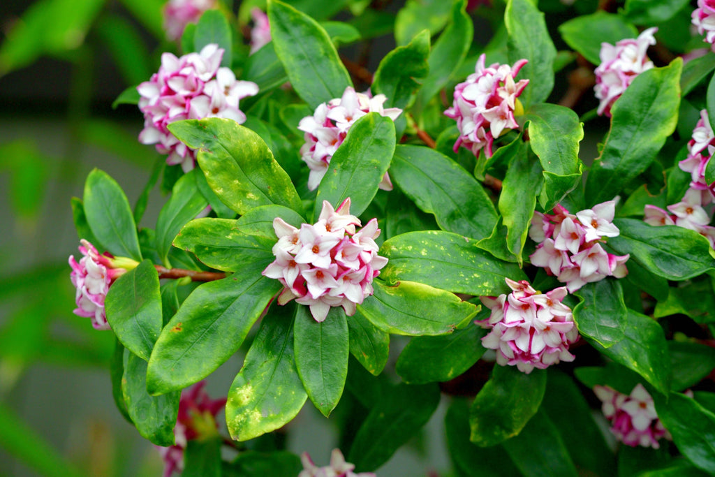 Garden Tips for July