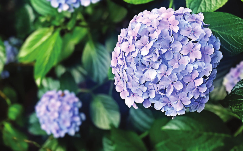August Garden Tips