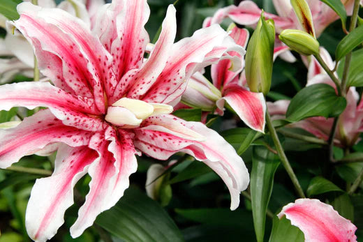 Garden tips for June