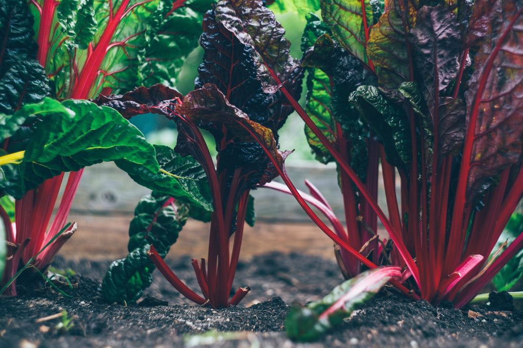 June Garden Tips