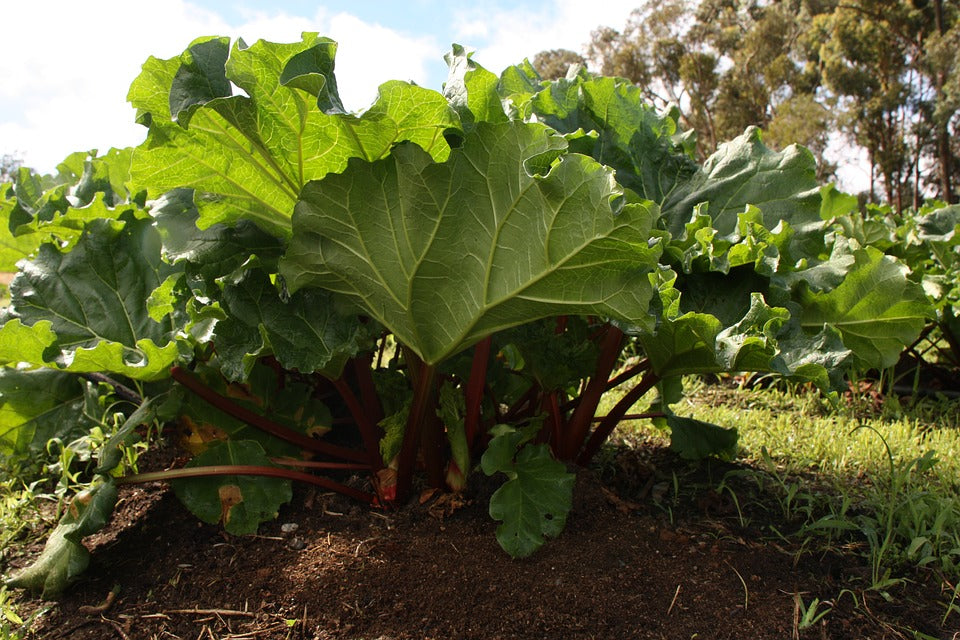 May Garden Tips