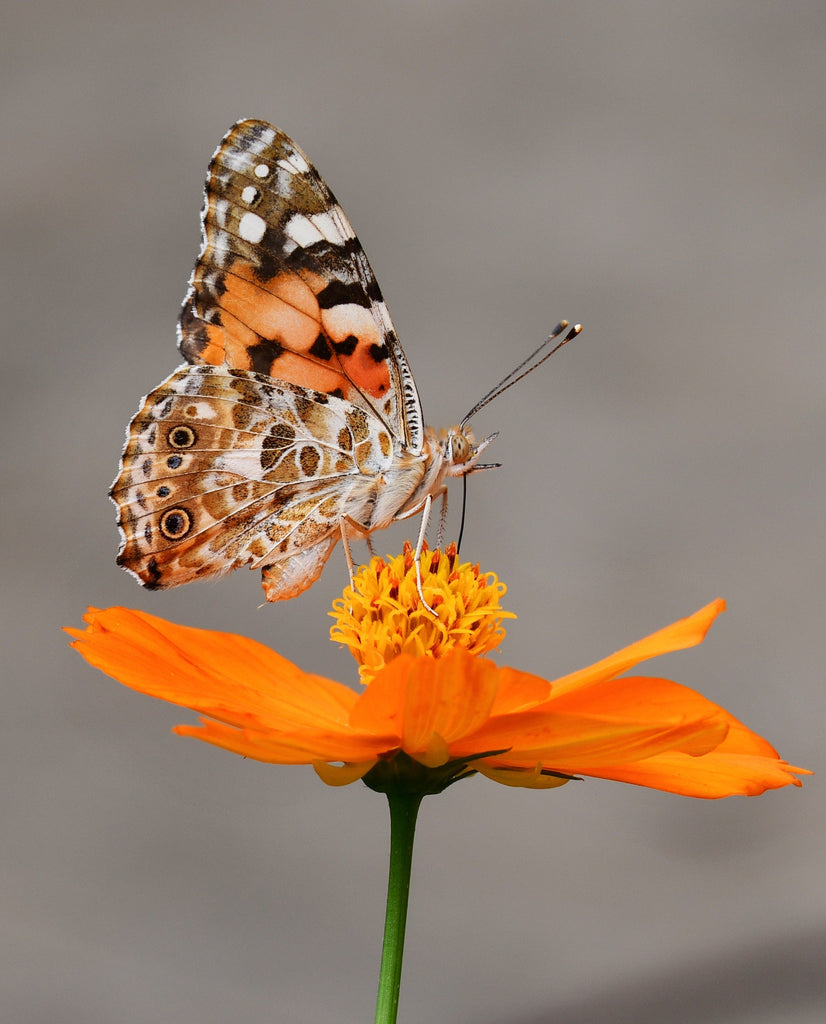 March Garden Tips